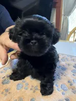 Midnight , a male Shorkie for sale in Woodsfield, OH – Photo 1 of 5