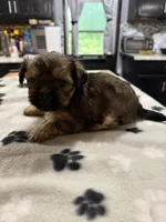 Angel, a male Shorkie for sale in Woodsfield, OH – 4 of 4