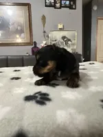 Pepper , a female Yorkshire Terrier for sale in Woodsfield, OH – 2 of 3