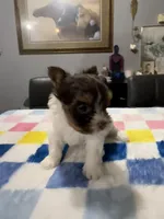 Salt, a female Yorkshire Terrier for sale in Woodsfield, OH – 6 of 8