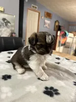 Stitch, a male Shorkie for sale in Woodsfield, OH – 4 of 4