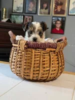 Dipsy, a male Yorkshire Terrier for sale in Woodsfield, OH – 1 of 2
