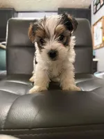 Dipsy, a male Yorkshire Terrier for sale in Woodsfield, OH – 2 of 2