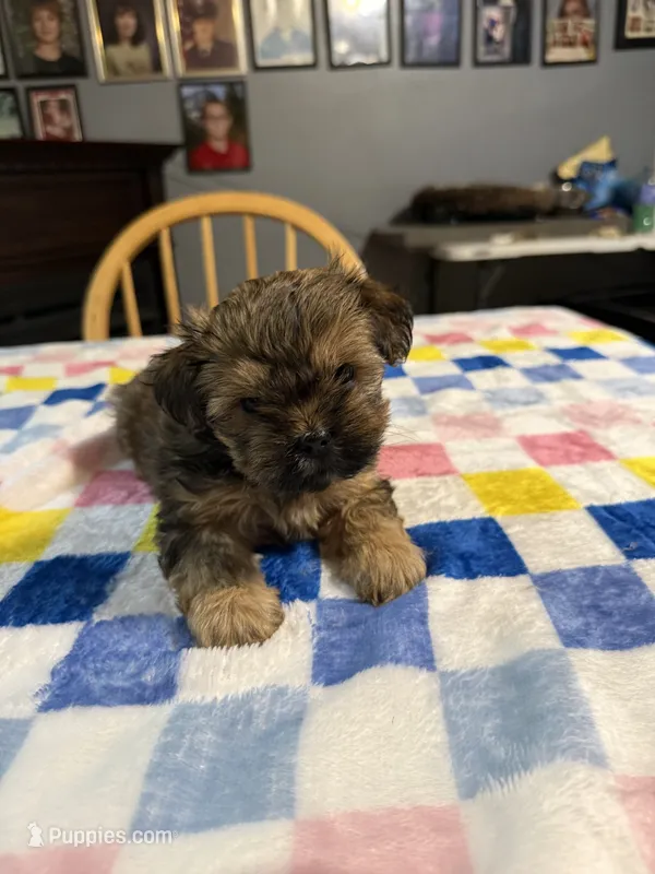 Angel – Shorkie puppy on hold in Woodsfield, OH