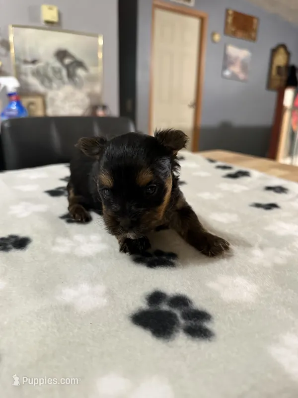 Pepper  – Yorkshire Terrier puppy for sale in Woodsfield, OH