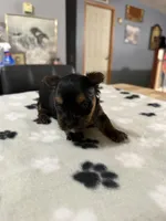 Pepper , a female Yorkshire Terrier for sale in Woodsfield, OH – 1 of 3