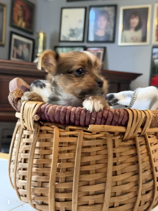 Laa-Laa – Yorkshire Terrier puppy for sale in Woodsfield, OH