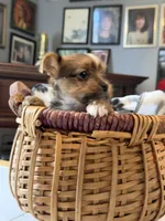 Laa-Laa, a female Yorkshire Terrier for sale in Woodsfield, OH – 1 of 4