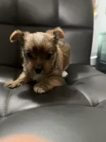 Laa-Laa, a female Yorkshire Terrier for sale in Woodsfield, OH – 2 of 4