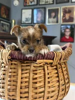 Laa-Laa, a female Yorkshire Terrier for sale in Woodsfield, OH – 4 of 4