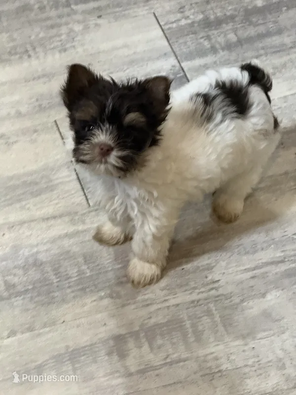 Salt – Yorkshire Terrier puppy for sale in Woodsfield, OH
