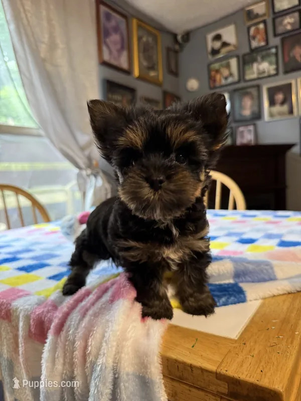 Pepper  – Yorkshire Terrier puppy for sale in Woodsfield, OH