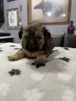 Angel, a male Shorkie for sale in Woodsfield, OH – 1 of 4