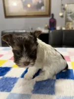 Salt, a female Yorkshire Terrier for sale in Woodsfield, OH – 8 of 8