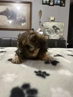 Angel, a male Shorkie for sale in Woodsfield, OH – 3 of 4