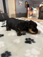 Pepper , a female Yorkshire Terrier for sale in Woodsfield, OH – 3 of 3