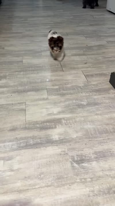 Salt, a female Yorkshire Terrier for sale in Woodsfield, OH – 2 of 8