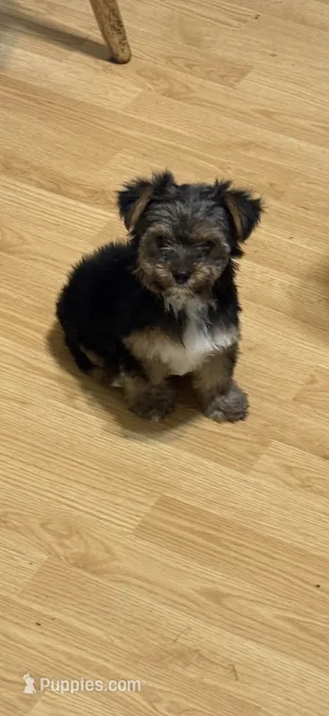 Tinky Winky – Yorkshire Terrier puppy for sale in Woodsfield, OH