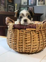 Po, a male Yorkshire Terrier for sale in Woodsfield, OH – 4 of 5