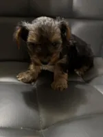 Tinky Winky, a male Yorkshire Terrier for sale in Woodsfield, OH – 2 of 4