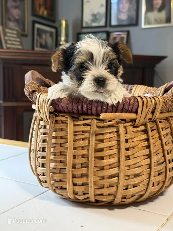 Po – Yorkshire Terrier puppy for sale in Woodsfield, OH