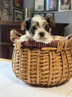 Po, a male Yorkshire Terrier for sale in Woodsfield, OH – 1 of 5