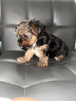 Tinky Winky, a male Yorkshire Terrier for sale in Woodsfield, OH – 4 of 4