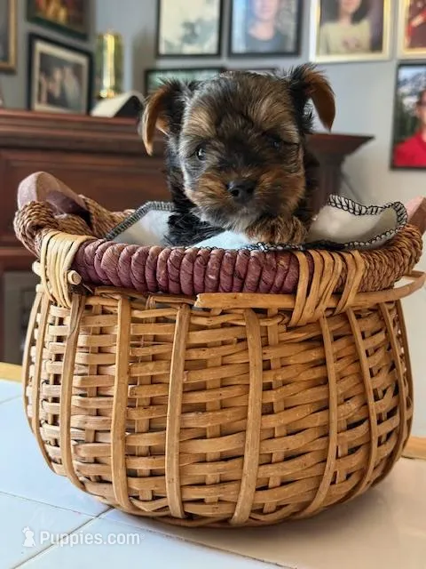 Tinky Winky – Yorkshire Terrier puppy for sale in Woodsfield, OH