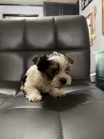 Po, a male Yorkshire Terrier for sale in Woodsfield, OH – 2 of 5