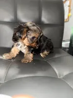 Tinky Winky, a male Yorkshire Terrier for sale in Woodsfield, OH – 3 of 4