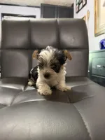 Po, a male Yorkshire Terrier for sale in Woodsfield, OH – 5 of 5