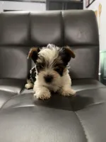 Po, a male Yorkshire Terrier for sale in Woodsfield, OH – 3 of 5
