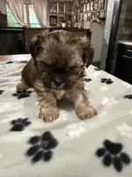 Nana, a male Shorkie for sale in Woodsfield, OH – 2 of 3