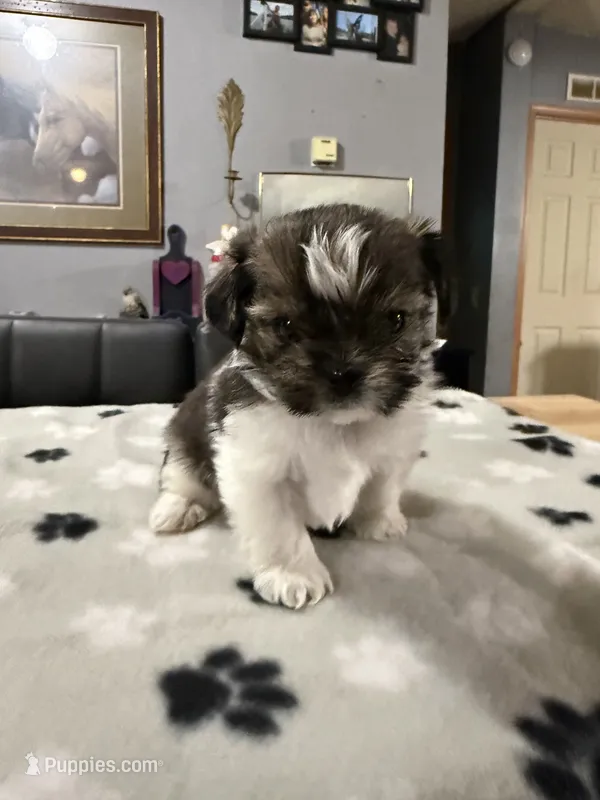 Stitch – Shorkie puppy on hold in Woodsfield, OH