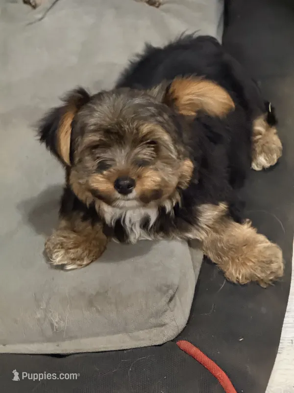 Tinky Winky – Yorkshire Terrier puppy for sale in Woodsfield, OH