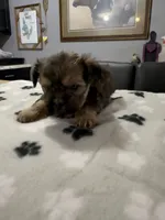Angel, a male Shorkie for sale in Woodsfield, OH – 2 of 4