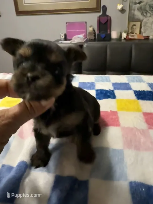 Pepper  – Yorkshire Terrier puppy for sale in Woodsfield, OH