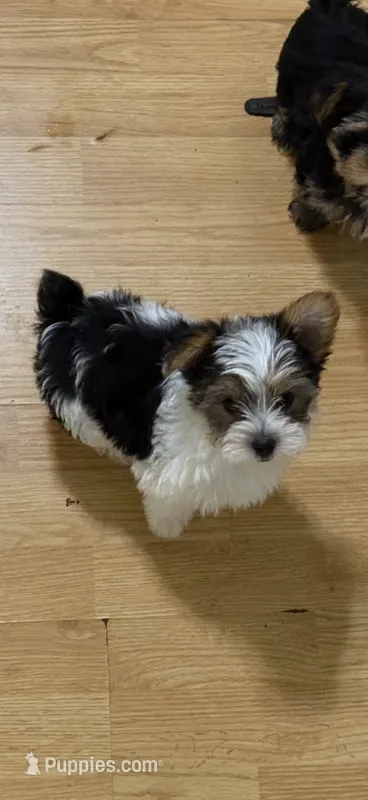 Dipsy – Yorkshire Terrier puppy for sale in Woodsfield, OH