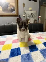 Salt, a female Yorkshire Terrier for sale in Woodsfield, OH – 4 of 8
