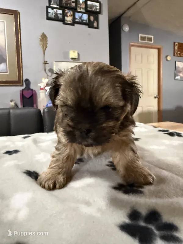 Nana – Shorkie puppy for sale in Woodsfield, OH