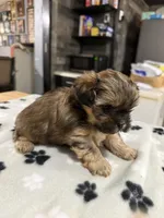 Nana, a male Shorkie for sale in Woodsfield, OH – 3 of 3