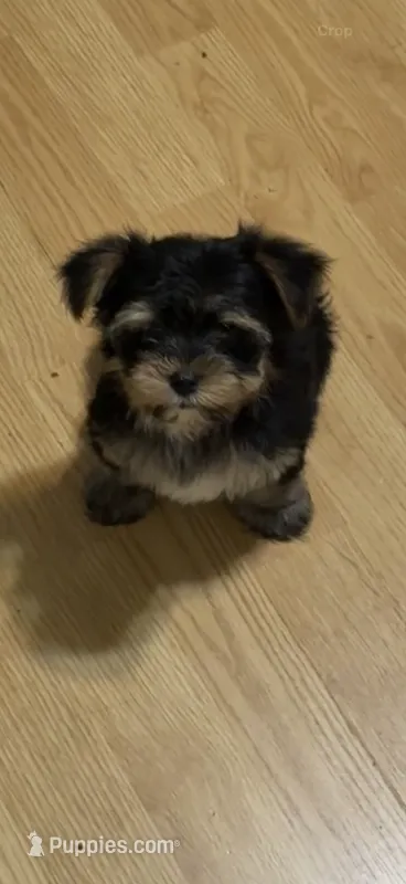 Noo-Noo – Yorkshire Terrier puppy for sale in Woodsfield, OH