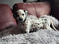 Shade (LUA), a male Dalmatian for sale in Salem, MO – 2 of 5