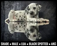 Shade (LUA), a male Dalmatian for sale in Salem, MO – 4 of 5
