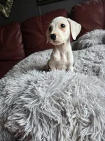 Lemon Spotted Female (Obake), a female Dalmatian for sale in Salem, MO – 4 of 4