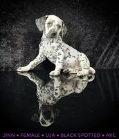 Jinn (LUA), a female Dalmatian for sale in Salem, MO – 3 of 5