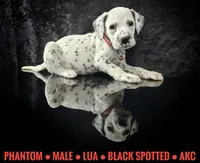 Phantom (LUA), a male Dalmatian for sale in Salem, MO – 5 of 6