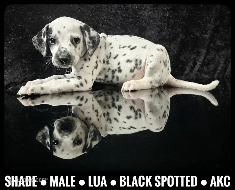 Shade (LUA) – Dalmatian puppy for sale in Salem, MO