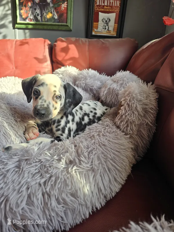 Raiju – Dalmatian puppy for sale in Salem, MO
