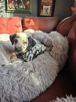 Raiju, a male Dalmatian for sale in Salem, MO – 3 of 4